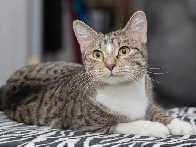 A young medium-sized female Domestic Short Hair cat named Angora for adoption in Ames, IA