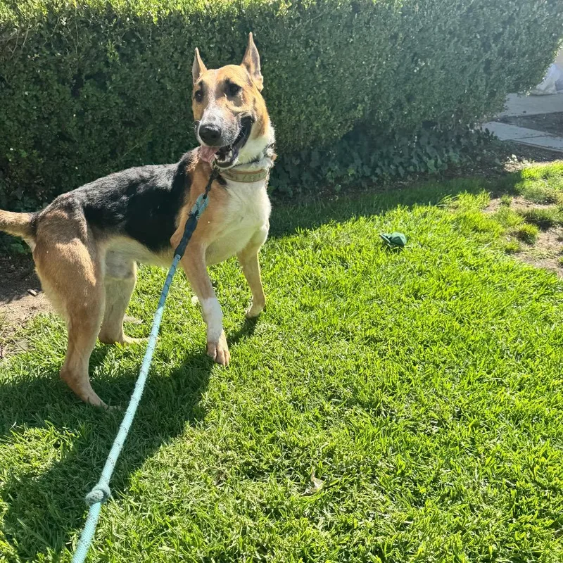 Waffles City Of Industry thumbnail 2