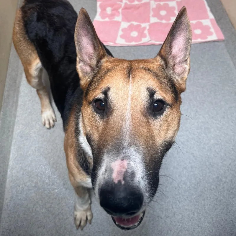 Waffles City Of Industry thumbnail 3