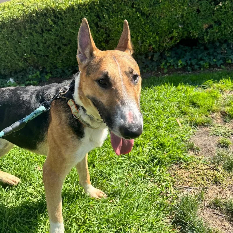 Waffles City Of Industry thumbnail 4