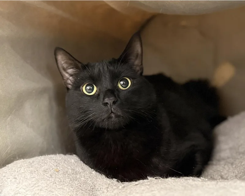 A young medium-sized male Black Domestic Short Hair cat named Binxy for adoption in North Haven, CT