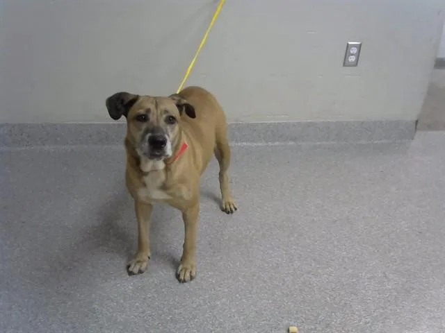 An adult medium-sized female Labrador Retriever dog named A for adoption in Pasadena, TX