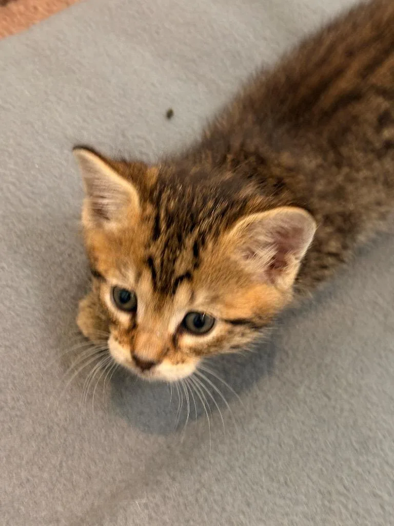 A baby small-sized female Domestic Short Hair cat named Molly for adoption in Spring, TX