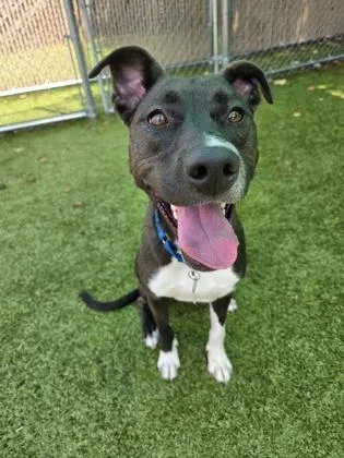 An adult large-sized female Mixed Breed dog named Supernova for adoption in Savannah, GA