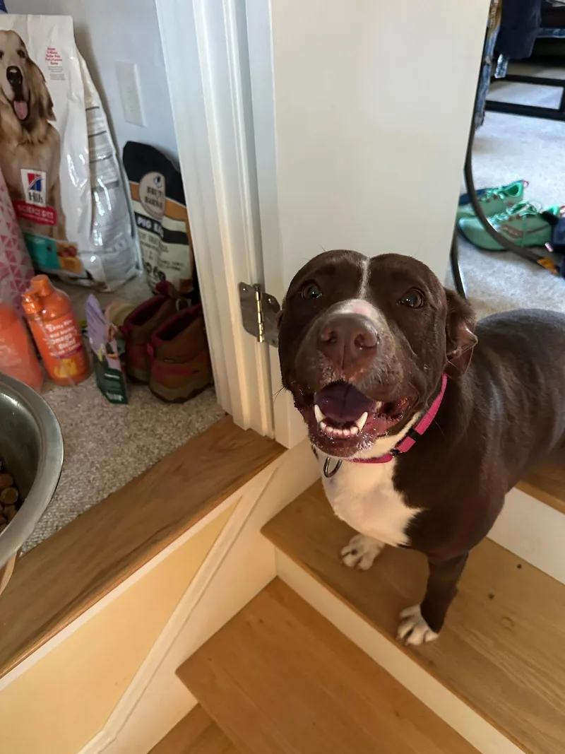 An adult medium-sized female Pit Bull Terrier dog named Cassie for adoption in Pembroke, MA