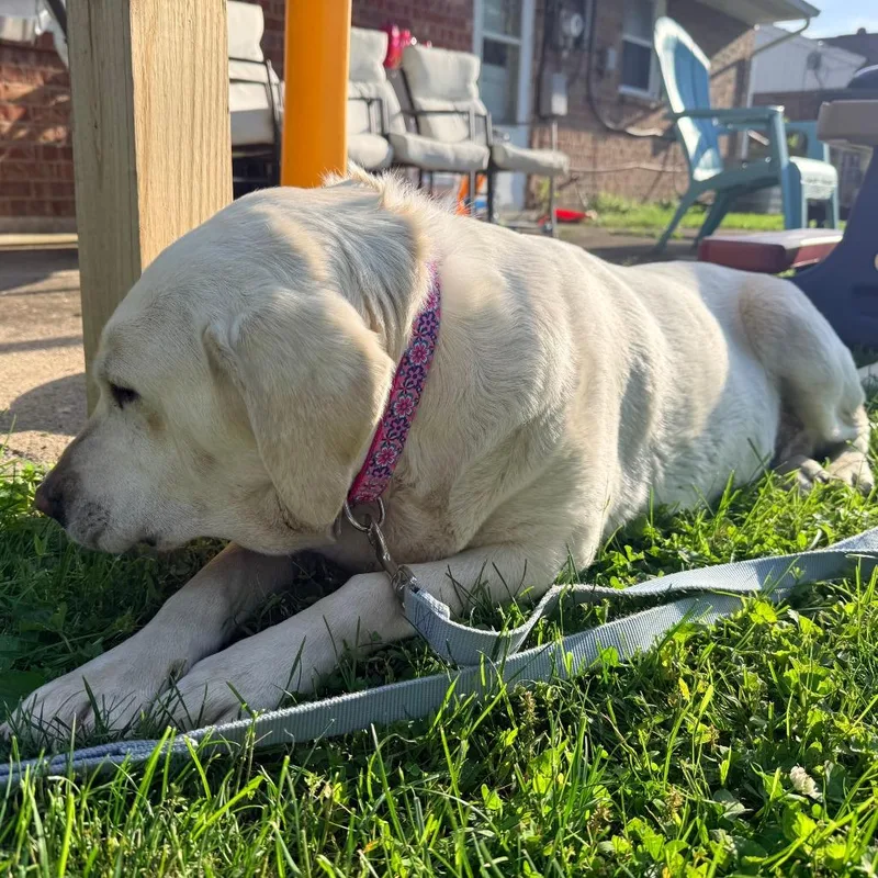 An adult large-sized female Labrador Retriever dog named Nilla for adoption in Cincinnati, OH