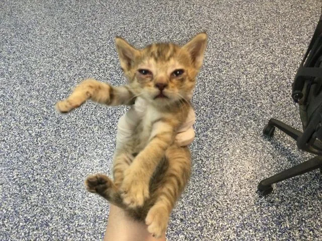 A baby small-sized female Domestic Short Hair cat named Lils for adoption in Riverside, CA