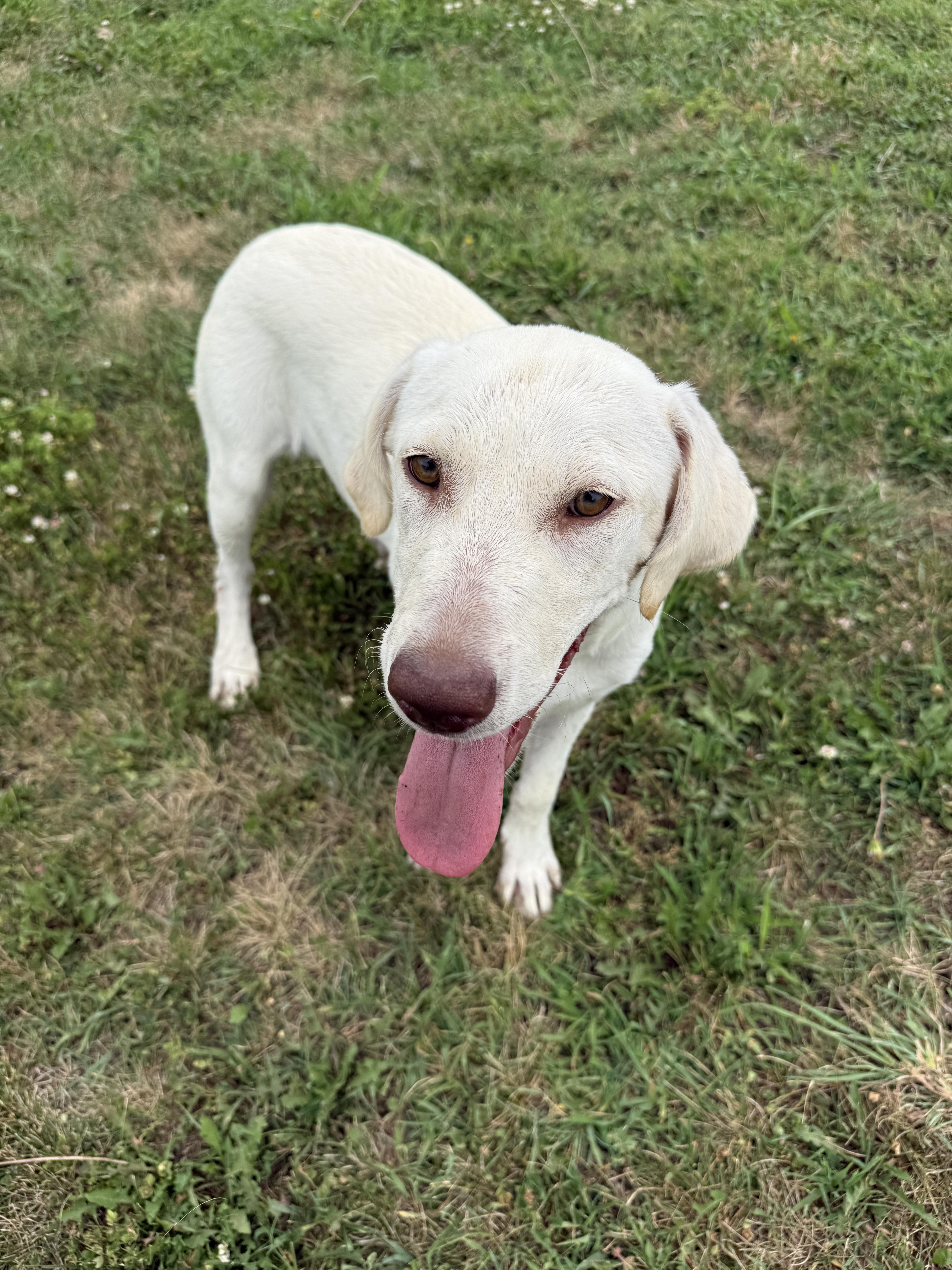 A baby large-sized male Yellow Labrador Retriever dog named Cinnamon Swirl for adoption in Auburn, NE
