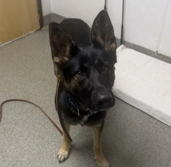 An adult large-sized female German Shepherd Dog dog named Rebela for adoption in Escondido, CA