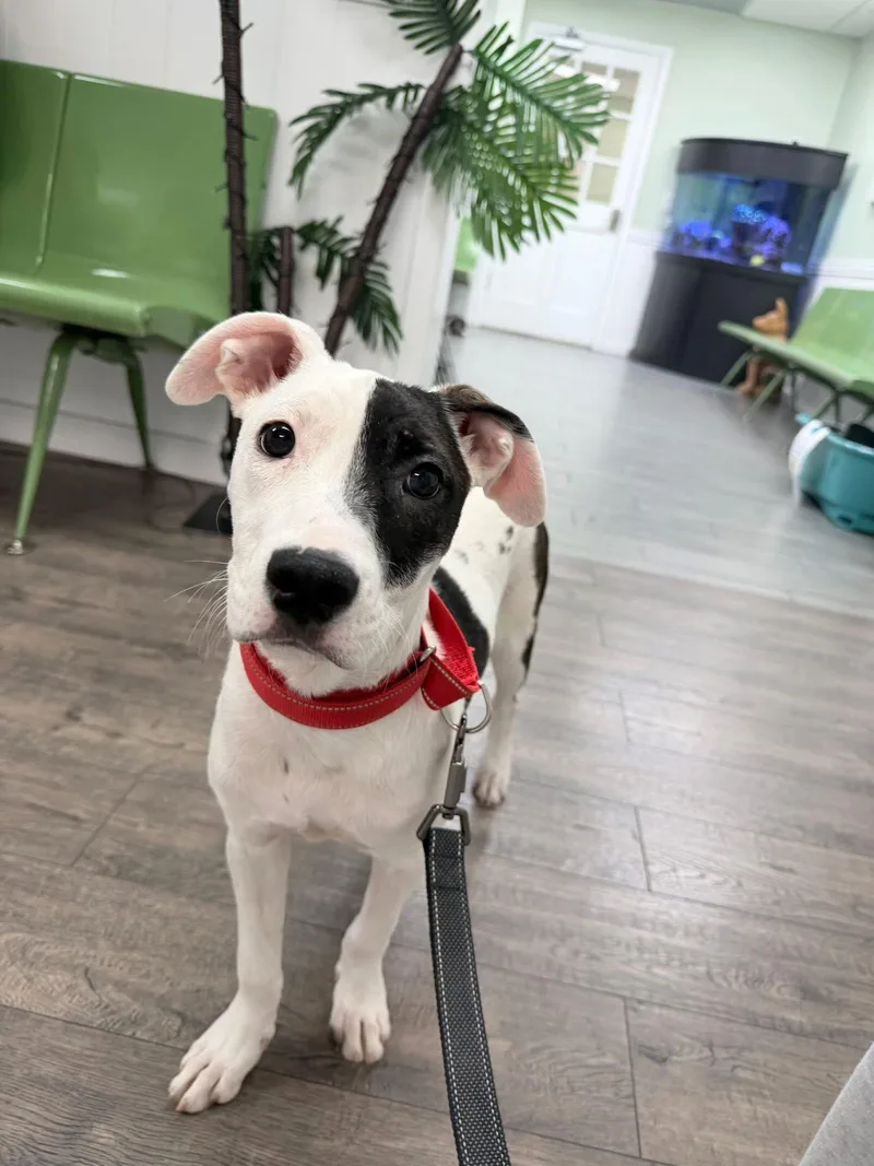 A baby medium-sized female White / Cream Mixed Breed dog named Willow for adoption in Palm springs, FL