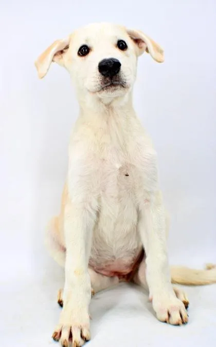 A baby large-sized female Golden Retriever dog named Chelsea for adoption in Morton Grove, IL