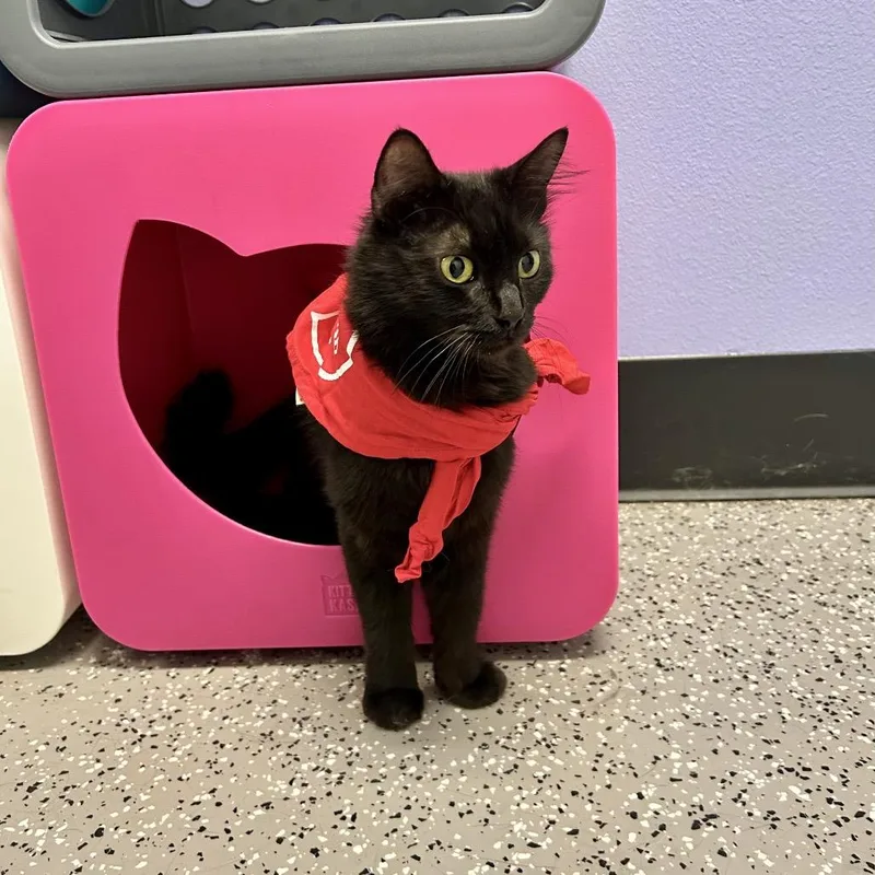 A young medium-sized female Black Domestic Medium Hair cat named Beth for adoption in Henderson, NV