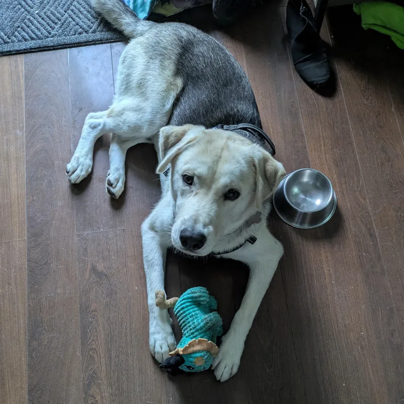 A young large-sized male Shepherd dog named Bunson for adoption in Palatine, IL