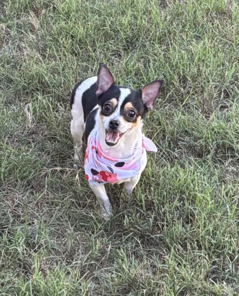 A young small-sized female Tricolor (Brown, Black, & White) Chihuahua dog named Yum Yum in Texarkana for adoption in Texarkana, TX