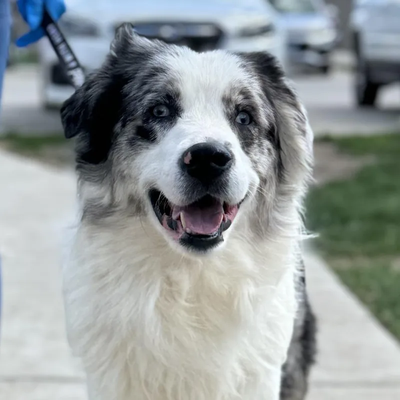 An adult medium-sized male Gray / Blue / Silver Australian Shepherd dog named Reef for adoption in Champaign, IL