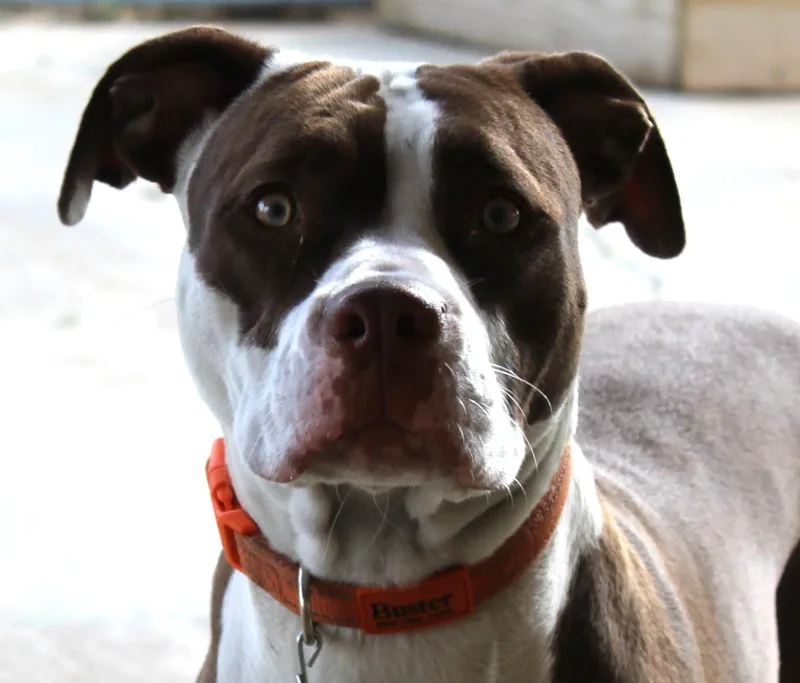 An adult medium-sized female Pit Bull Terrier dog named Zara for adoption in Huron, SD