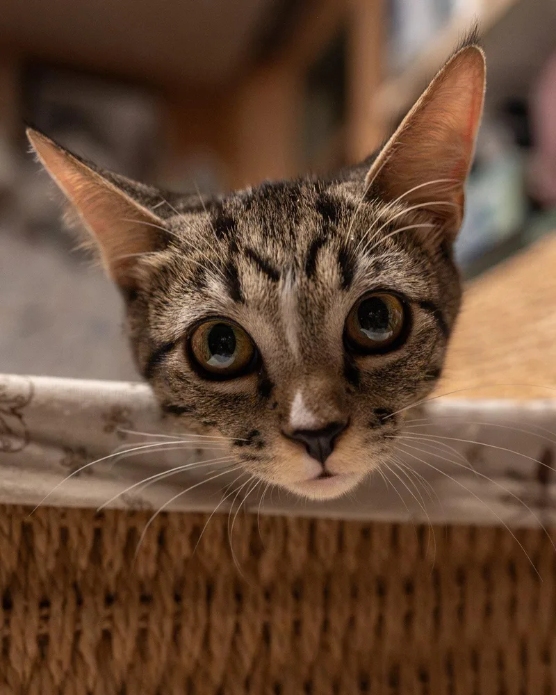 A young medium-sized male Gray & White Domestic Short Hair cat named Joey for adoption in Scottsdale, AZ