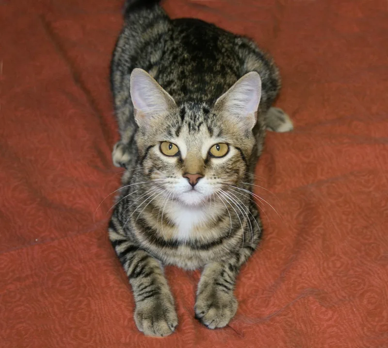 A baby medium-sized female Tabby cat named Teagan for adoption in Victoria, MN