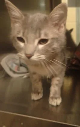 A senior medium-sized female Gray / Blue / Silver Domestic Short Hair cat named Lenora for adoption in Wichita, KS