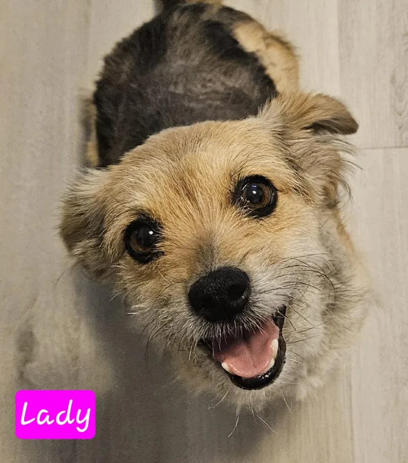 Lady
