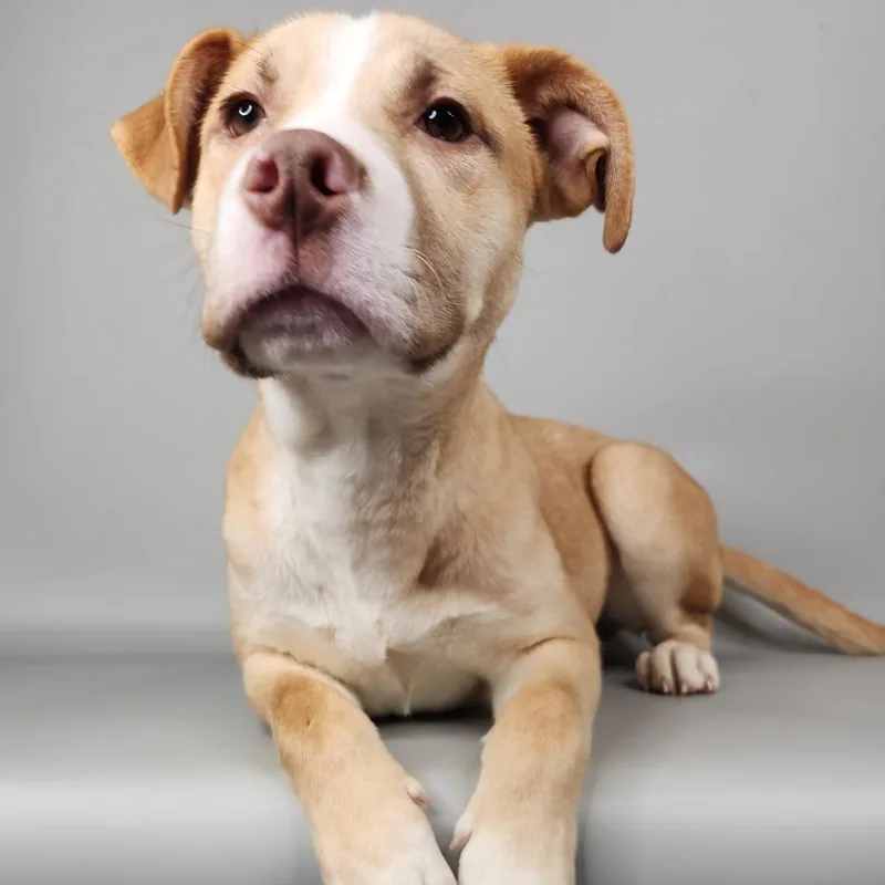 A young medium-sized male Yellow / Tan / Blond / Fawn Mixed Breed dog named Axel for adoption in Fort Wayne, IN
