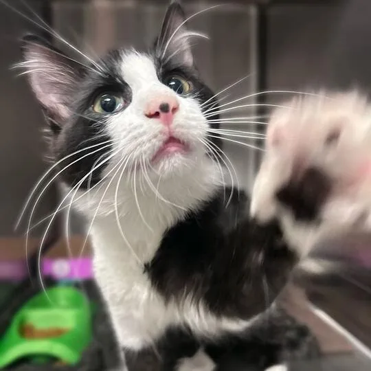 A young medium-sized male Black Domestic Medium Hair cat named Bob for adoption in Davenport, IA