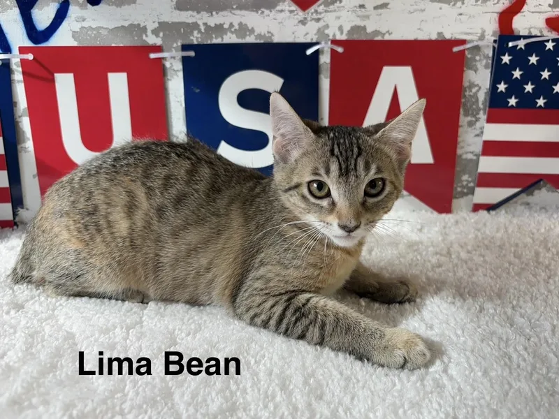 A baby medium-sized female Tabby (Buff / Tan / Fawn) Domestic Short Hair cat named Lima Bean for adoption in queen creek, AZ