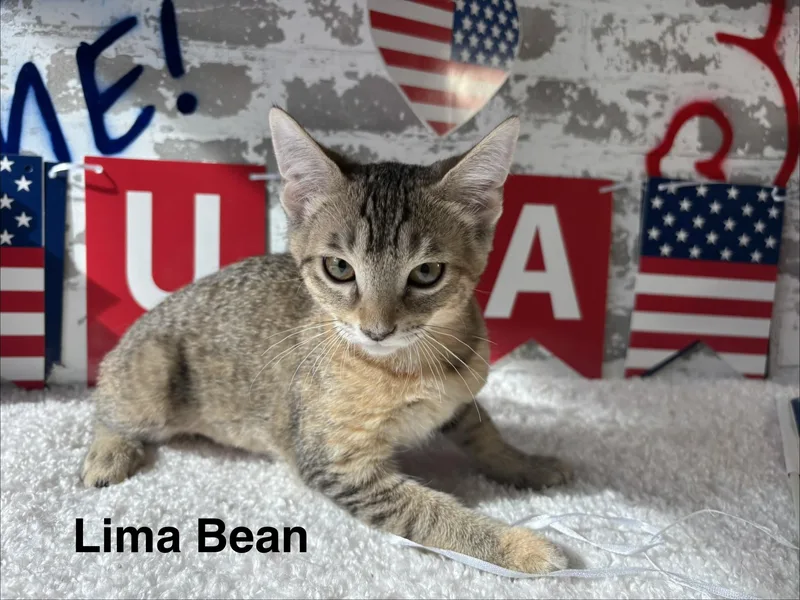 Lima Bean thumbnail 3
