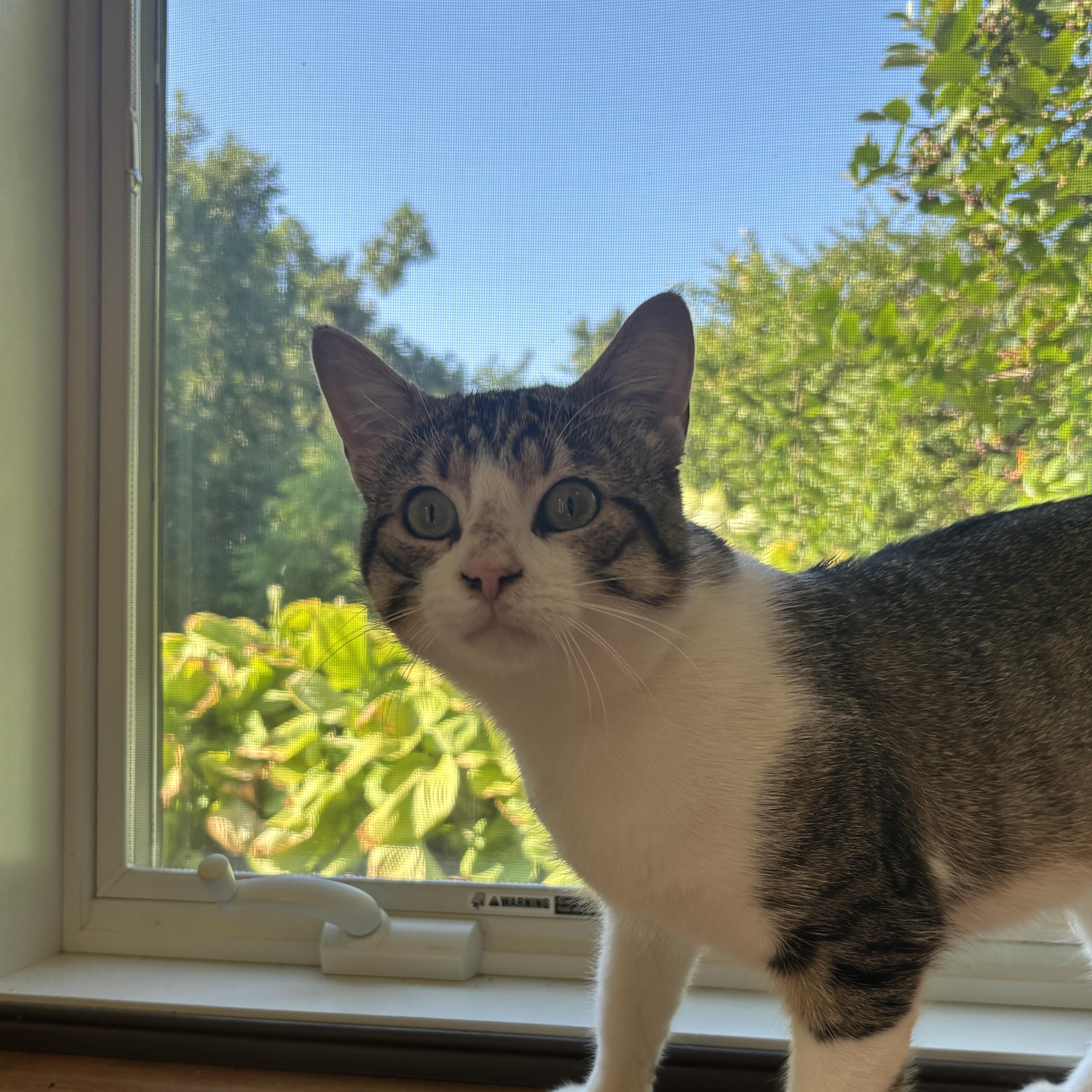 A young medium-sized male Tabby (Brown / Chocolate) Domestic Short Hair cat named Rocket for adoption in Stoughton, WI