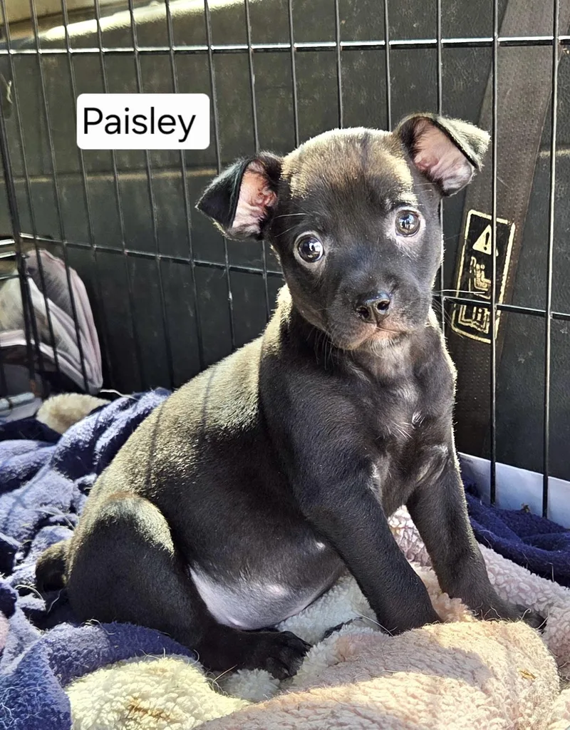 A baby medium-sized female Jack Russell Terrier dog named Paisley for adoption in Manchester, CT
