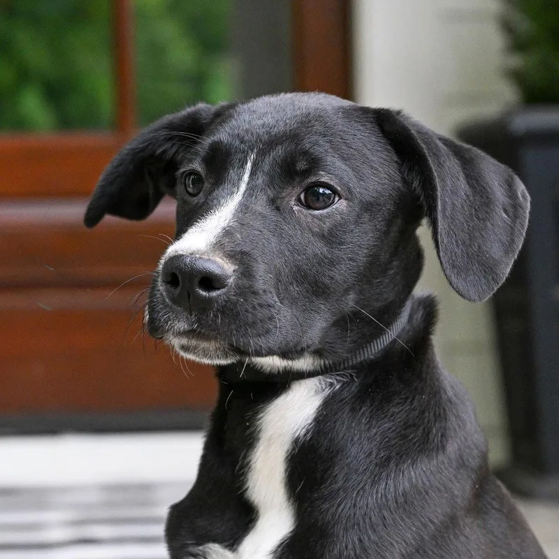 A young medium-sized male Labrador Retriever dog named Puppy Brock for adoption in Franklin, TN