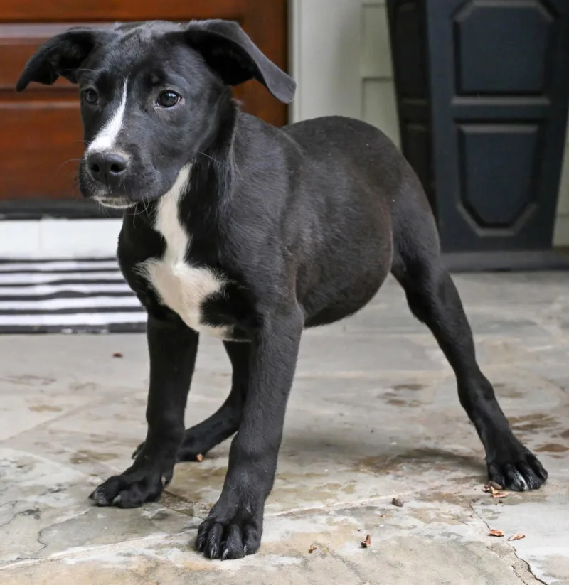 Puppy Brock thumbnail 2