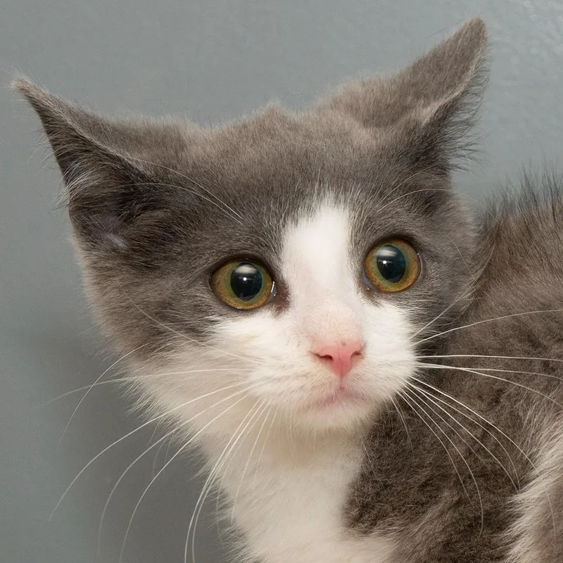 A baby small-sized male Domestic Short Hair cat named Phil for adoption in Troy, OH