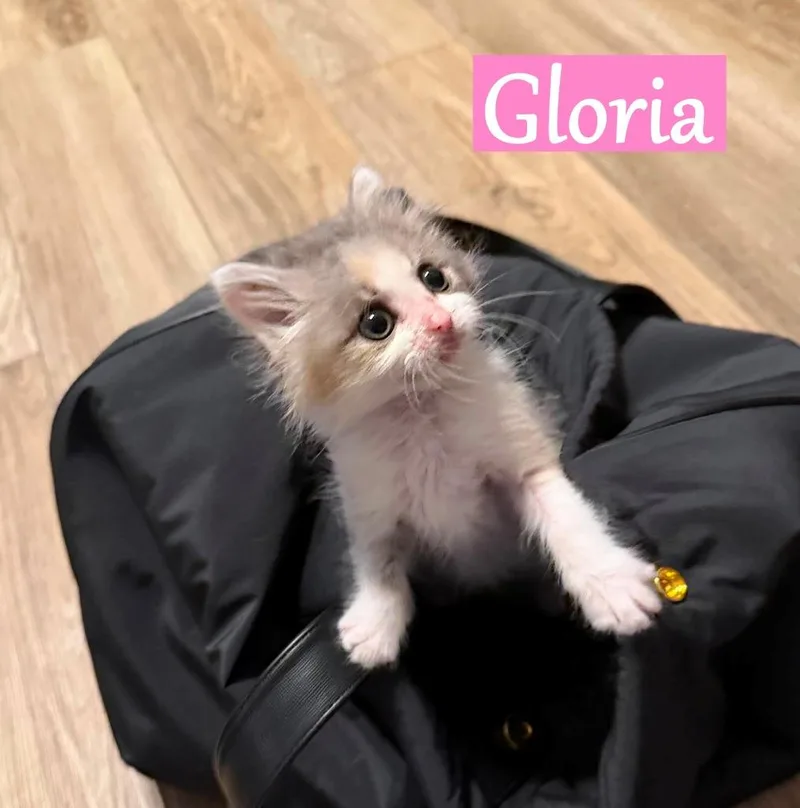 A baby medium-sized female Domestic Short Hair cat named Gloria for adoption in Hoover , AL