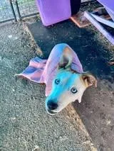 An adult medium-sized female Shepherd dog named Freckles for adoption in Crescent city, CA