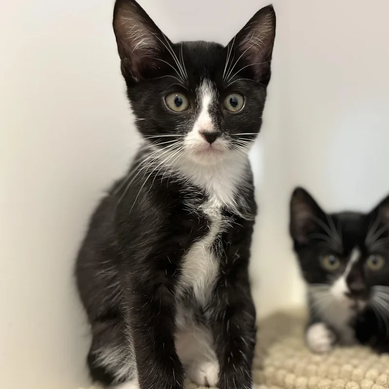 A baby small-sized male American Shorthair cat named Phineas for adoption in Hull, MA