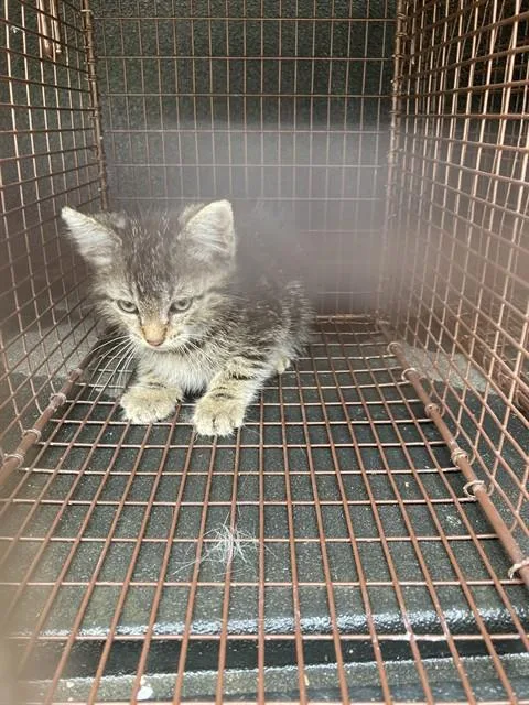 A baby small-sized male Domestic Short Hair cat named Zion for adoption in Long Beach, CA