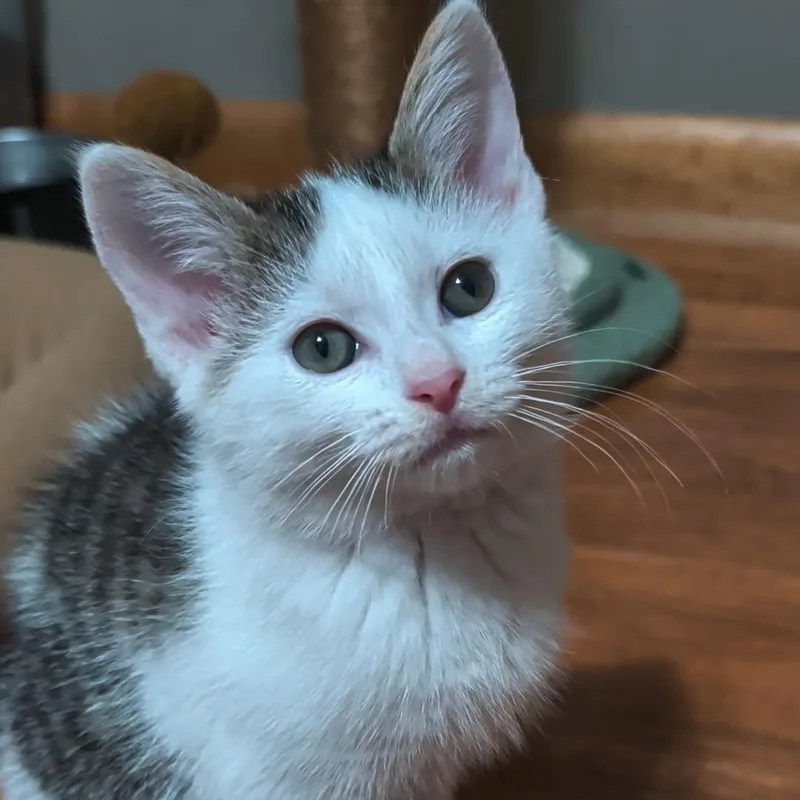 A baby small-sized male White Domestic Short Hair cat named Cheetah Best Friends for adoption in West Jefferson, OH