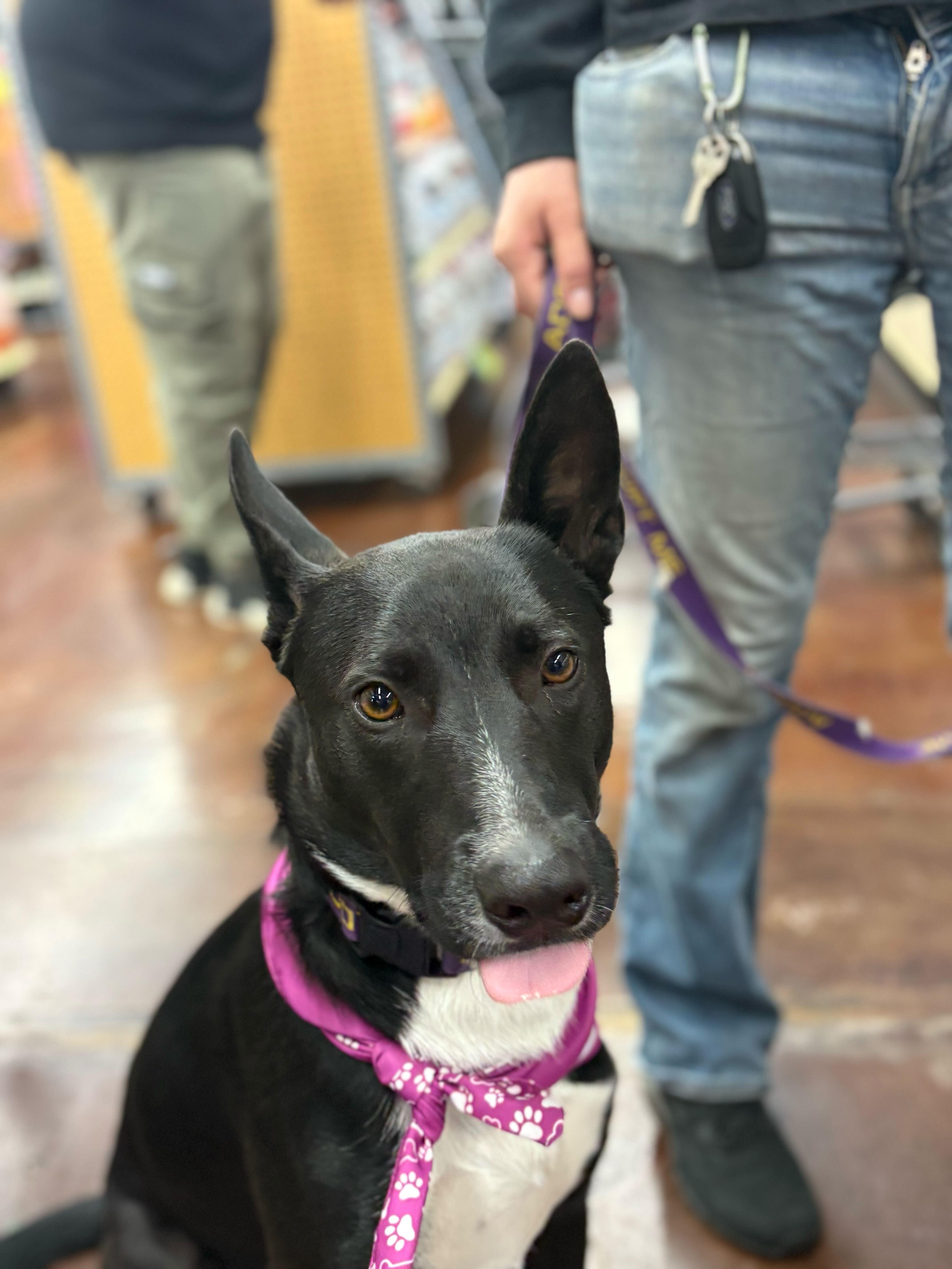 Banjo Kazooie thumbnail 3