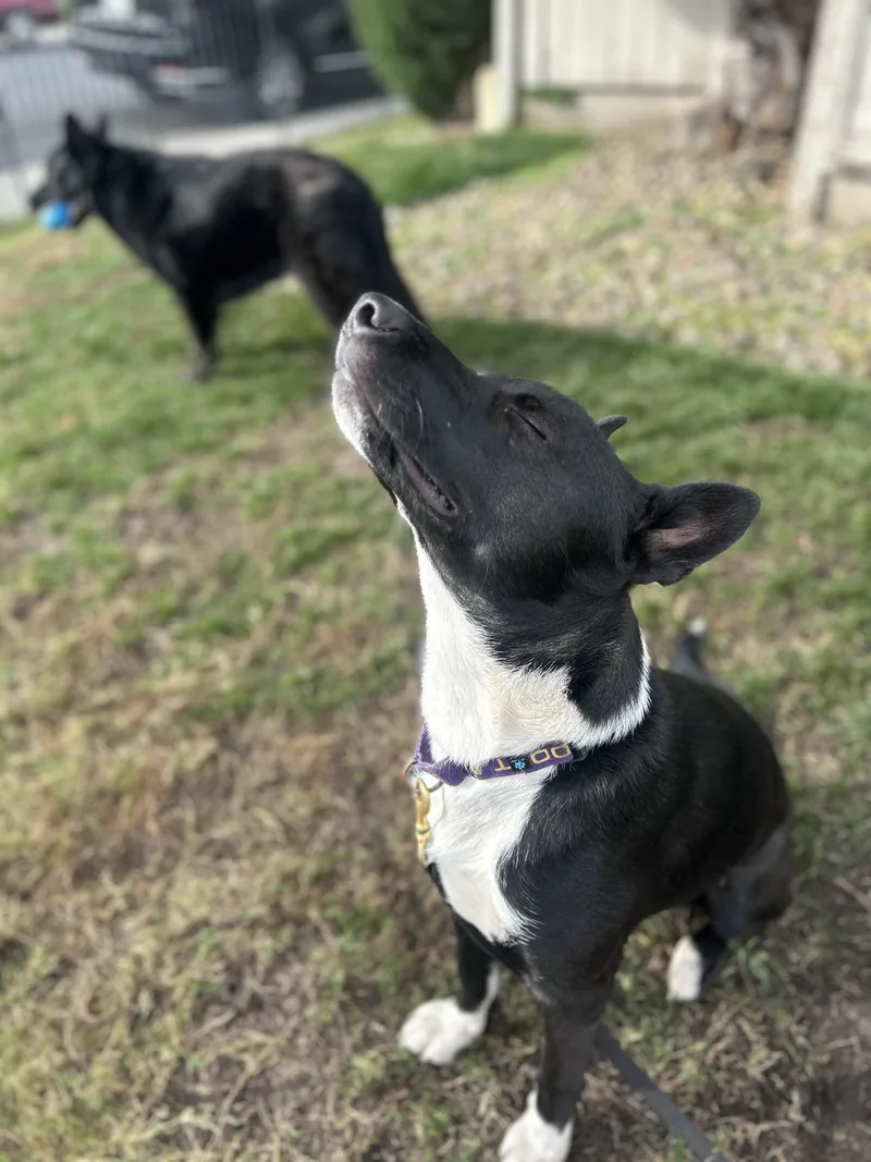 Banjo Kazooie thumbnail 4