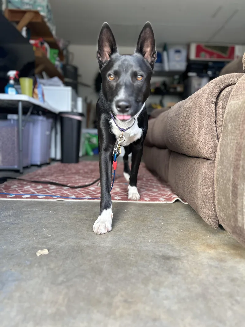 Banjo Kazooie thumbnail 6