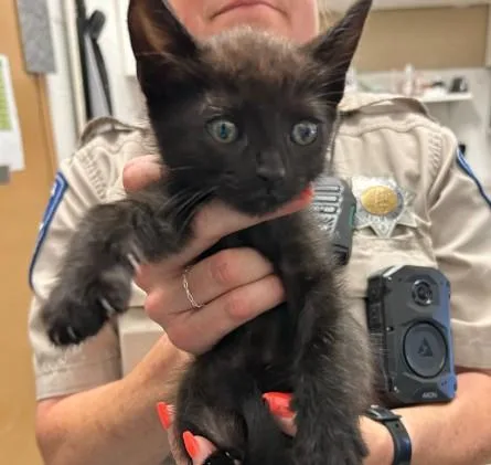 A baby small-sized male Domestic Short Hair cat named Licorice for adoption in Alameda, CA