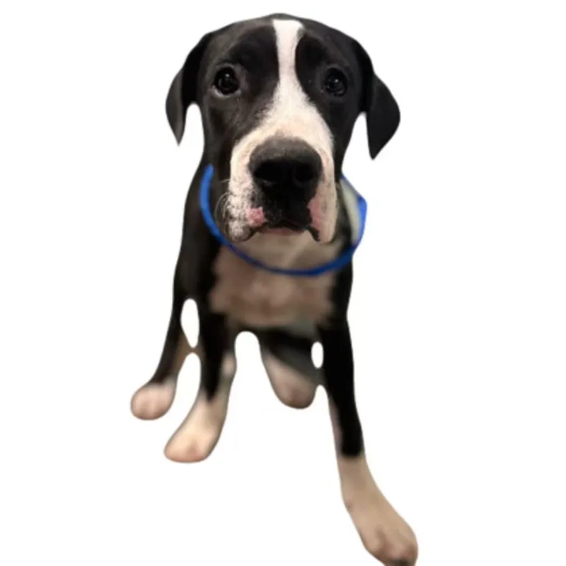 A young large-sized female Mastiff dog named Patty for adoption in Red Bluff, CA