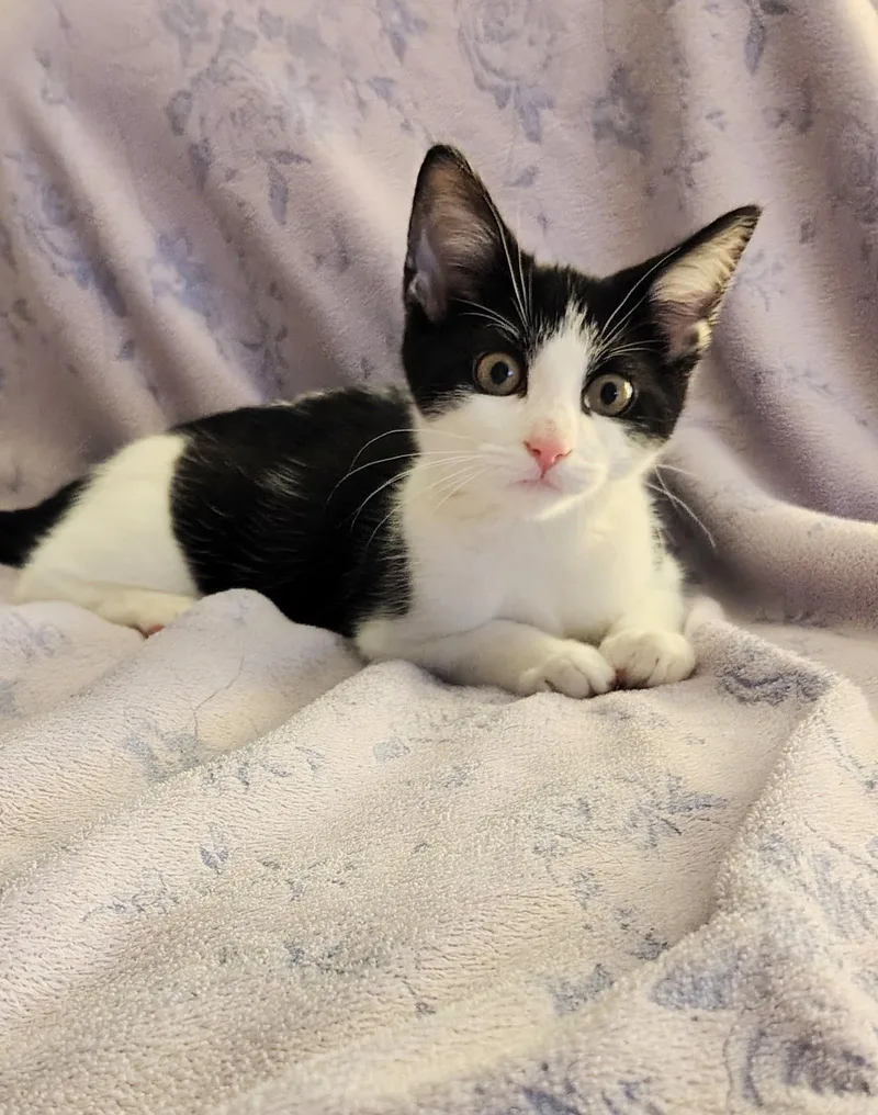 A baby small-sized female Black & White / Tuxedo Domestic Short Hair cat named Rachel for adoption in Hudsonville, MI