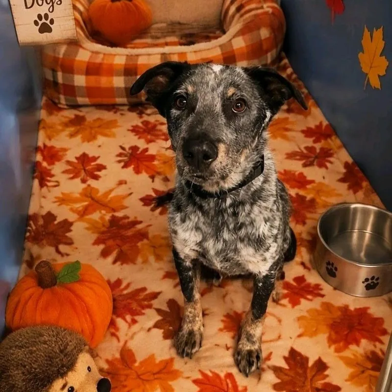 An adult medium-sized male Gray / Blue / Silver Australian Cattle Dog / Blue Heeler named Ammo for adoption in Norfolk, NE