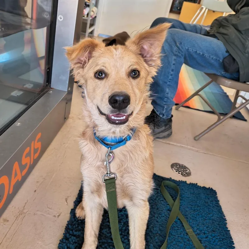 A baby medium-sized male White / Cream Cattle Dog dog named Embraer for adoption in Kanab, UT