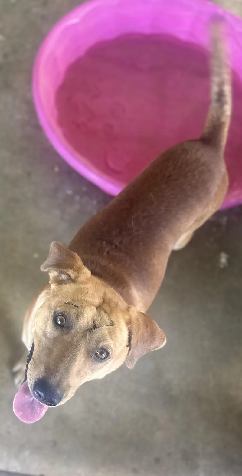 An adult medium-sized male Golden Mixed Breed dog named Frisky for adoption in Bruce, MS