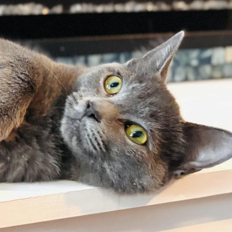 A baby medium-sized female Gray / Blue / Silver Domestic Short Hair cat named Bo Peep for adoption in Tampa, FL