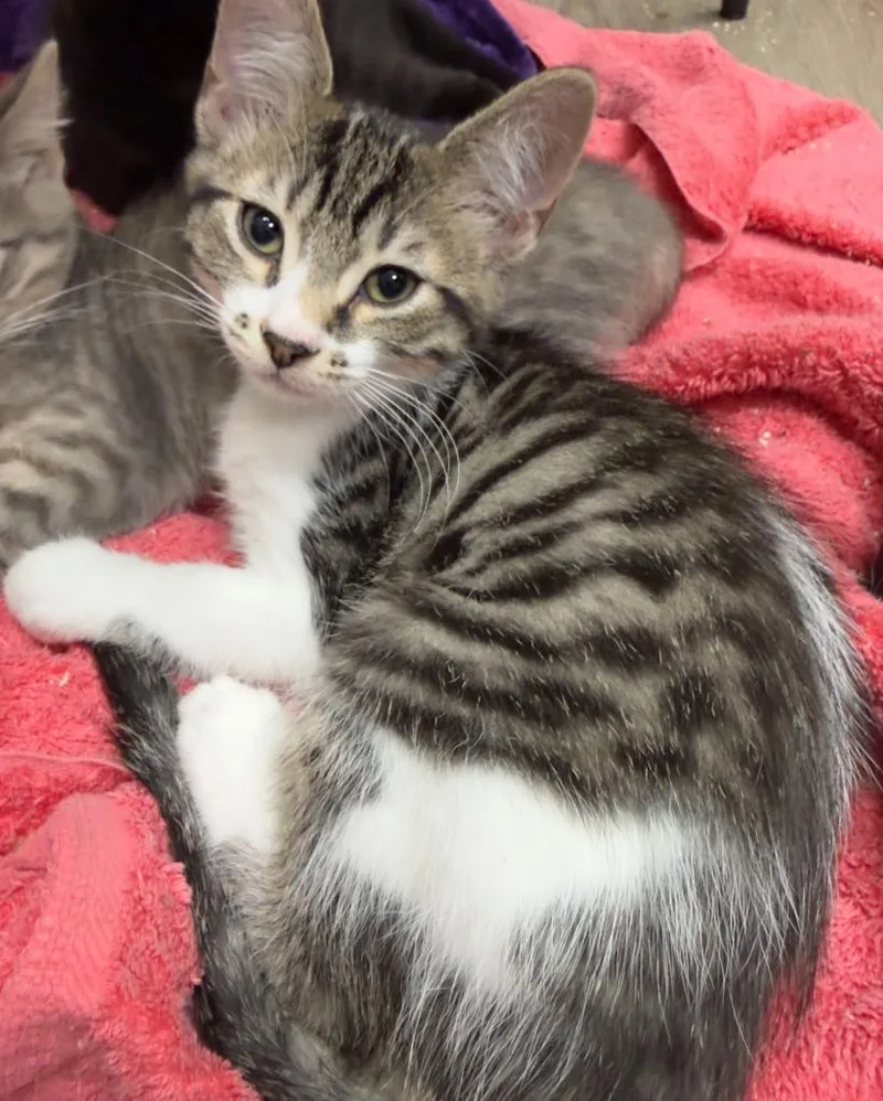 A baby medium-sized female Domestic Medium Hair cat named Henrietta for adoption in San Pedro, CA