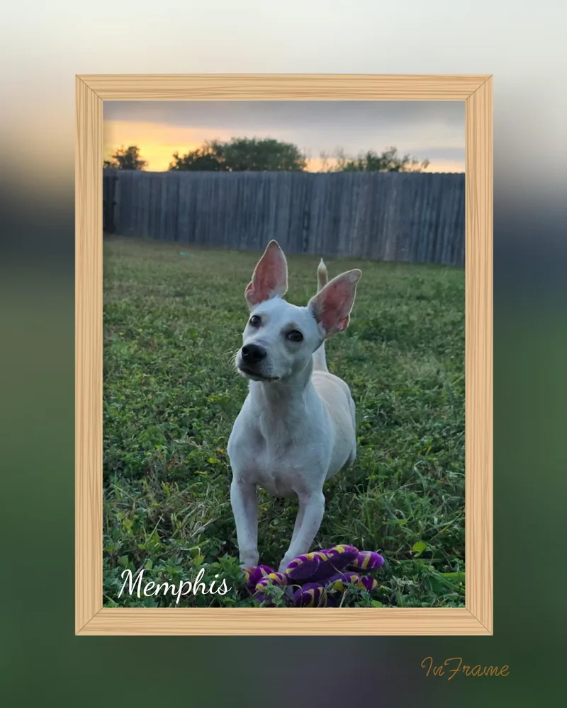 Memphis thumbnail 2